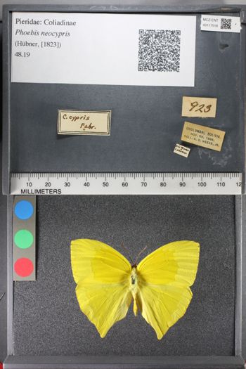 Media type: image;   Entomology 117518